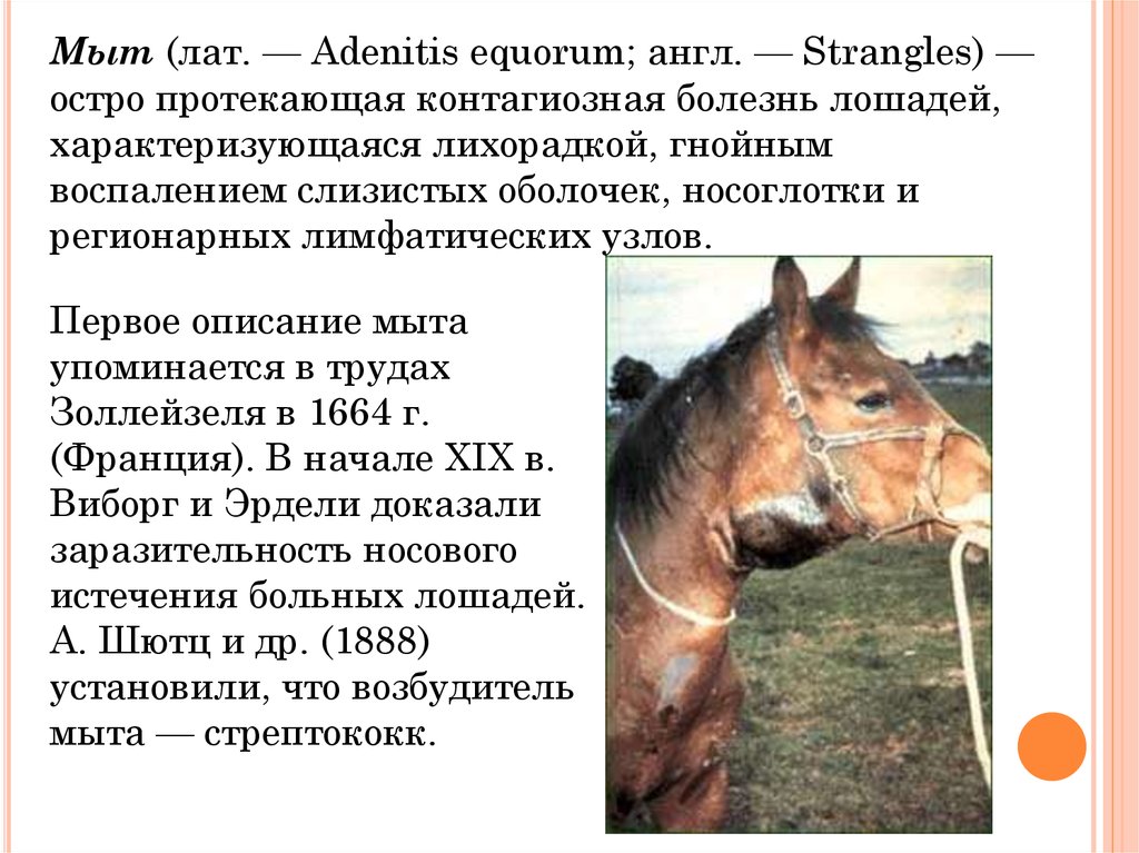 Болезнь лошадей 3. Мыт лошадей возбудитель. Инфекционные болезни лошадей.