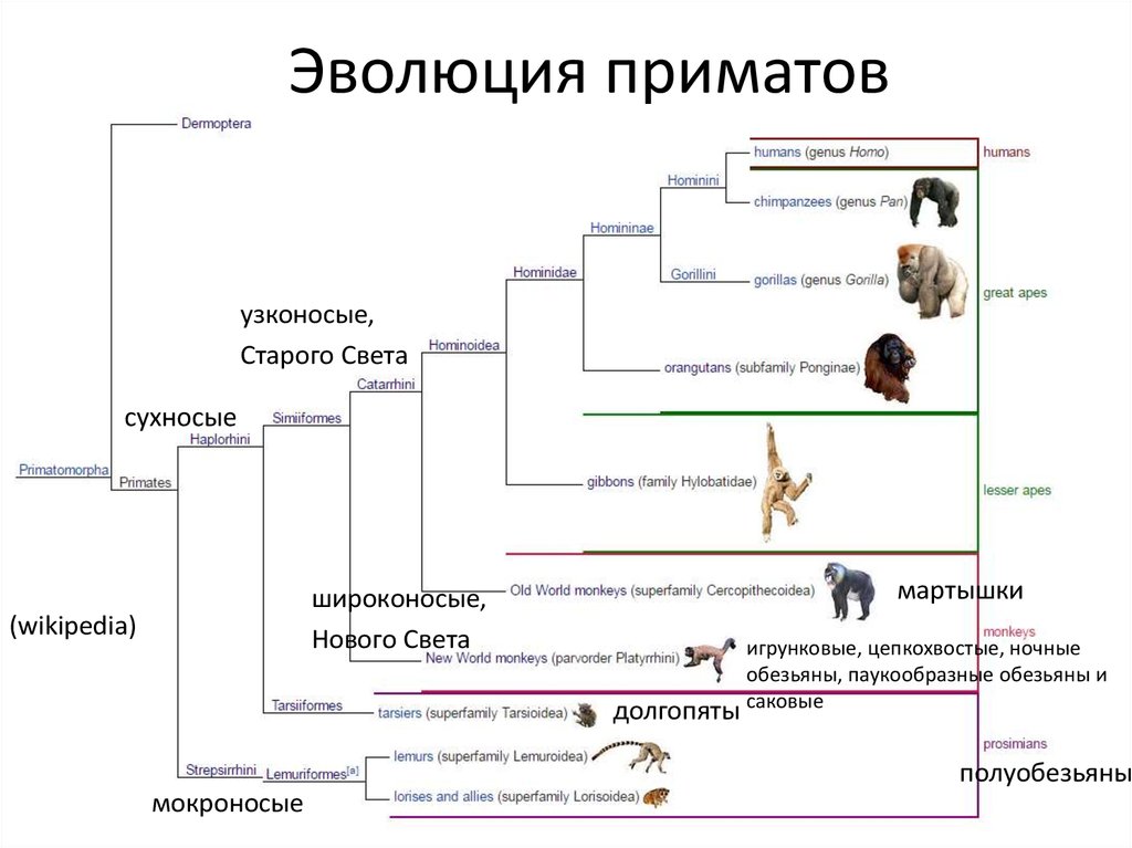 Приматы семейство гоминиды