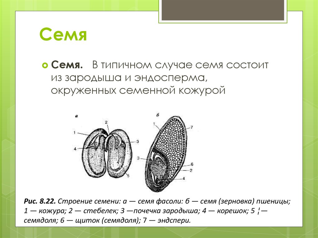 Семя состоит из семенной. Строение семени семенная кожура зародыш эндосперм. Семя фасоли зародыш семенная кожура. Эндосперм в семени фасоли. Строение семени фасоли эндосперм.