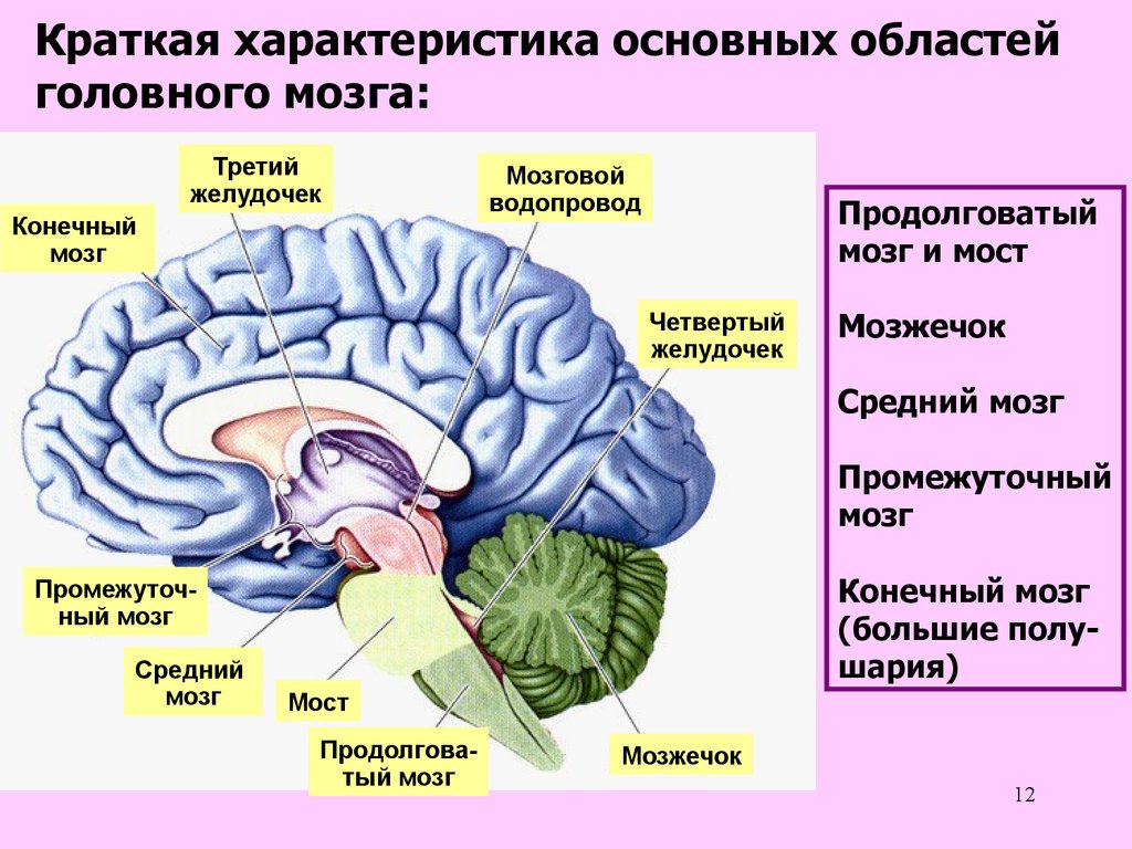 Задний головной мозг включает. Структура головного мозг средний мозг. Продолговатый мозг 2) мозжечок 3) средний мозг. Конечный и промежуточный отдел головного мозга. Отделы головного мозга передний средний задний.