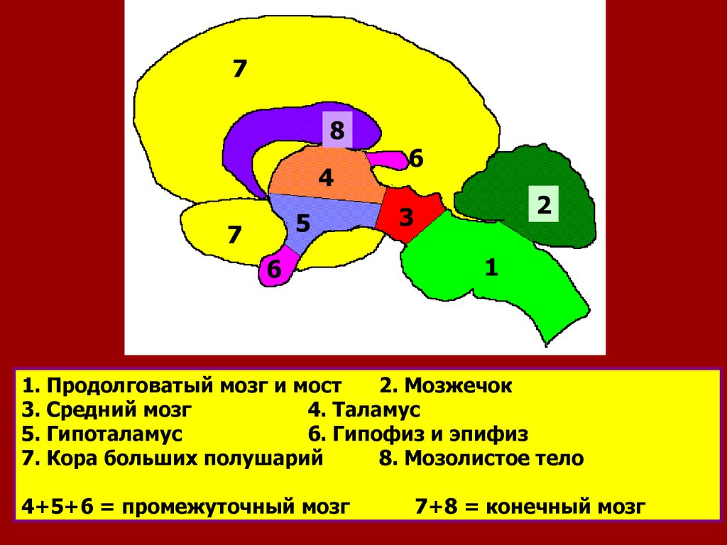 Мозг 4 5. Таламус и гипофиз. Таламус гипоталамус гипофиз. Таламус эпифиз гипофиз. Продолговатый мозг таламус гипоталамус промежуточный мозг.