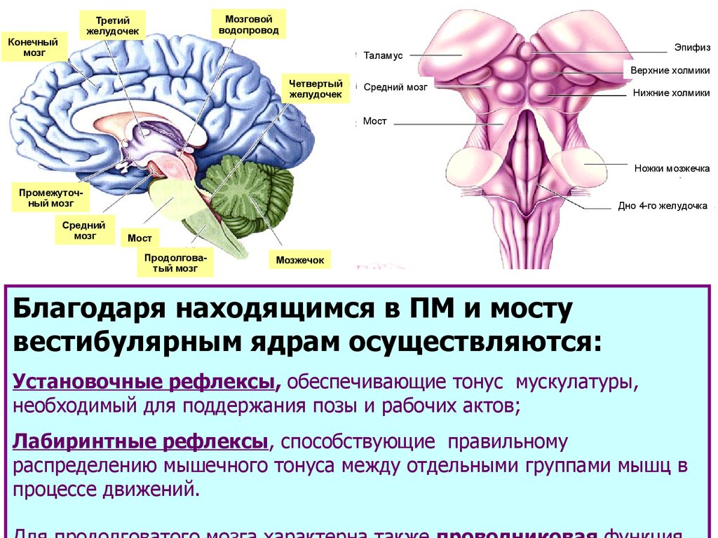 Желудочки среднего мозга. Третий желудочек и таламус. Промежуточный мозг 3 мозговой желудочек. 3 Желудочек головного мозга и гипоталамус. Четвертый желудочек продолговатого мозга.