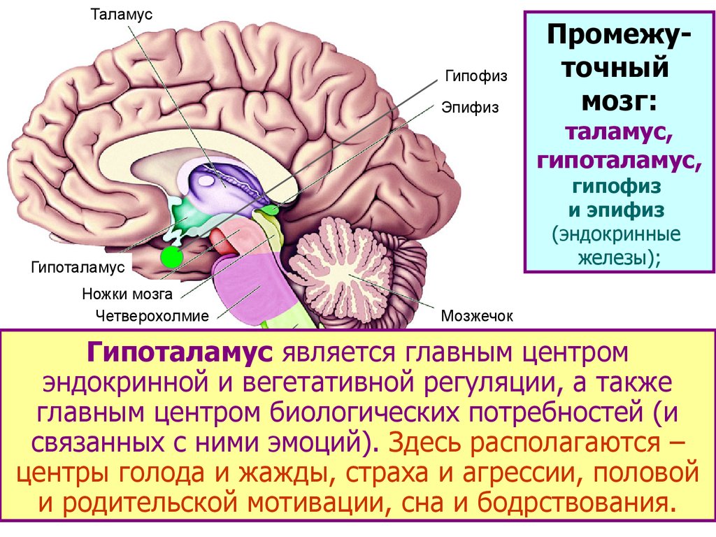 Какие центры в мозжечке. Гипоталамус таламус гиппокамп. Гиппокамп гипофиз гипоталамус. Функции гипоталамуса головного мозга. Гипофиз и шишковидная железа.