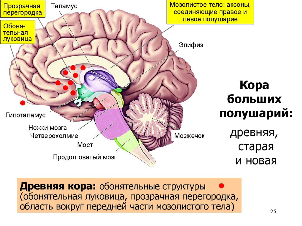 Мозг ноги. Архикортекс палеокортекс и неокортекс. Таламус, гипоталамус, мост, мозжечок, продолговатый мозг.. Таламус,гипоталамус,мозолистое тело. Мозолистое тело функции.