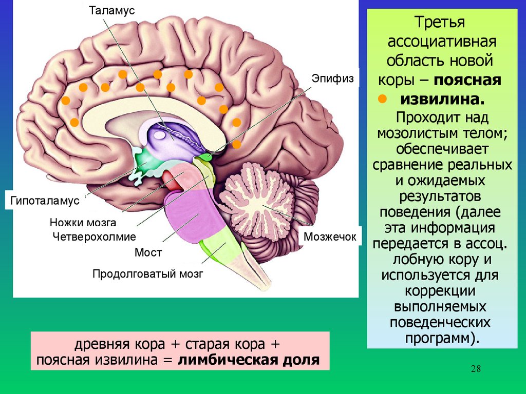 Ножки мозга отдел. Мозжечок продолговатый мозг мост ножки мозга. Продолговатый мозг таламус гипоталамус промежуточный мозг. Четверохолмие и таламус. Средний мозг анатомия шишковидное тело.