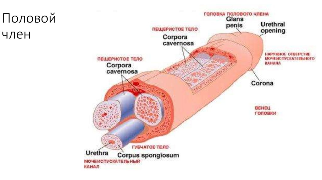 Половой член