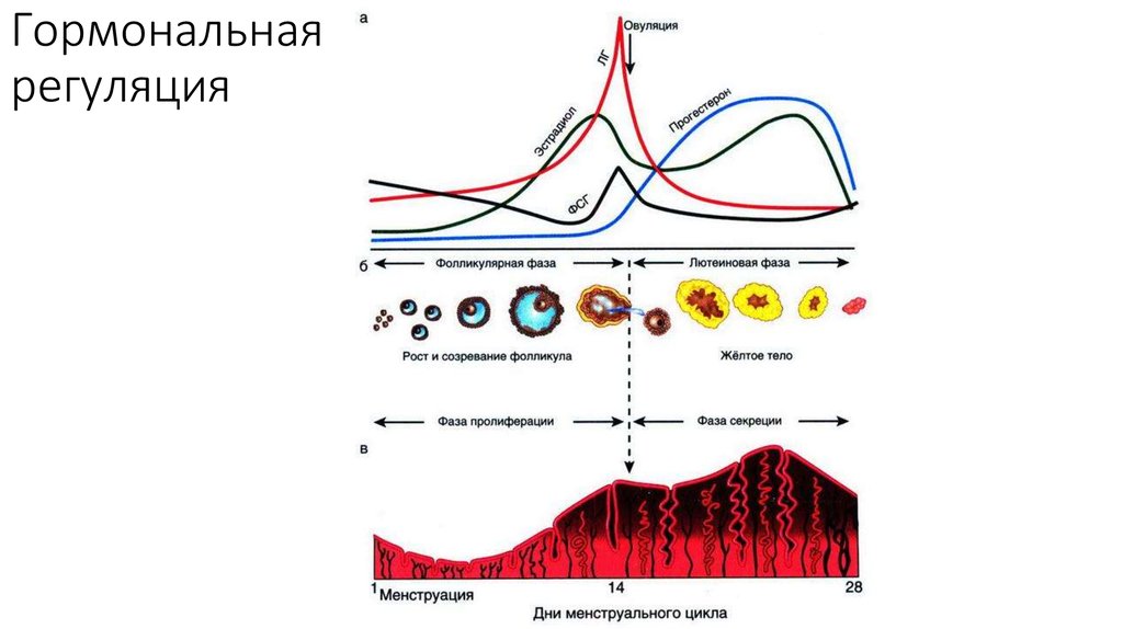 Гормональная регуляция