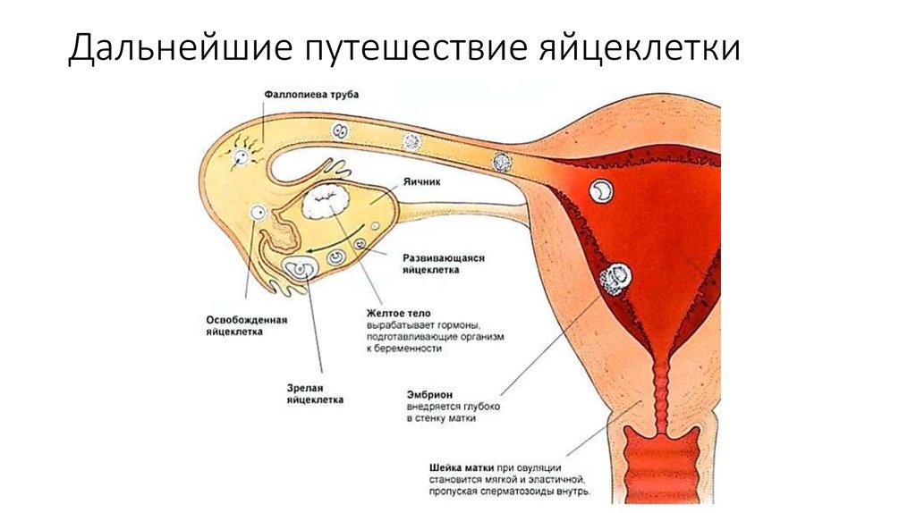 Дальнейшие путешествие яйцеклетки