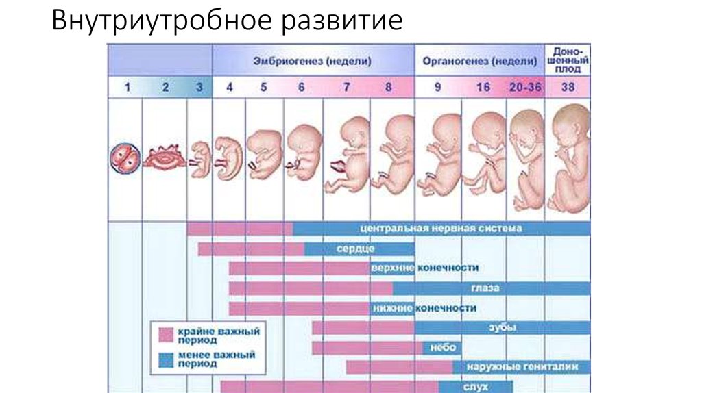 Внутриутробное развитие