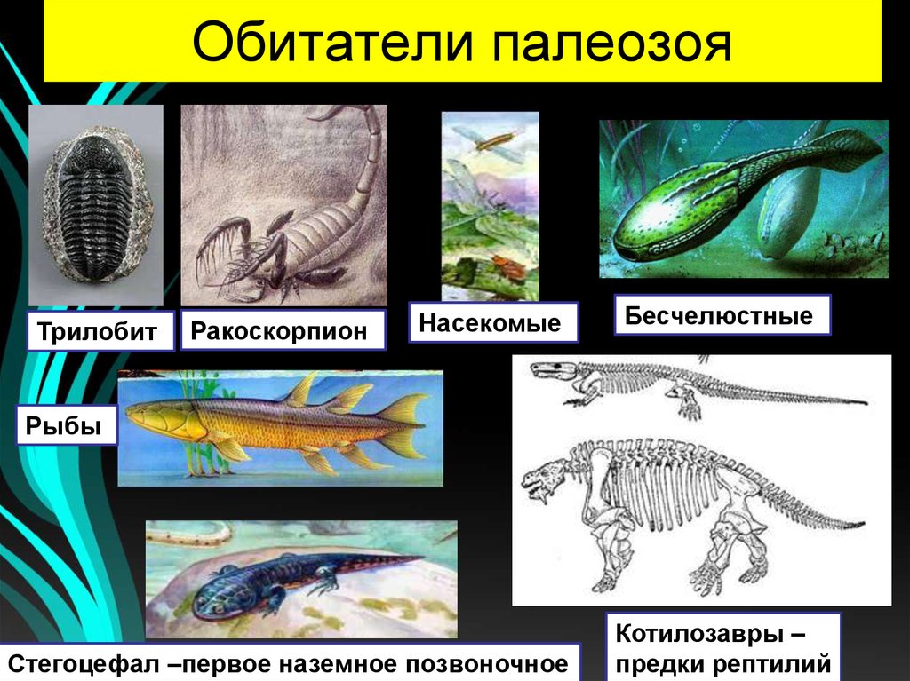 Палеозой карбон презентация