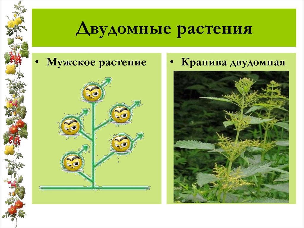 Сосна двудомное растение. Соцветие крапивы двудомной. Крапива однодомное или двудомное. Крапива двудомная и однодомная. Крапива двудомная мужские и женские цветки.