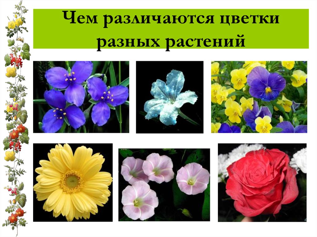 Чем различаются цветки разных растений