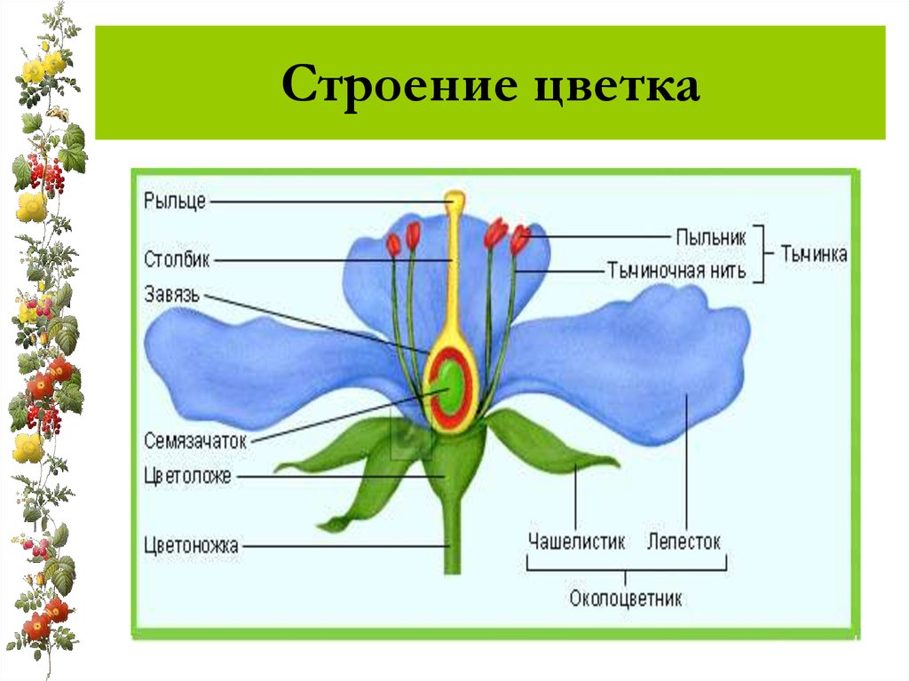 Расскажи строение. Строение цветка и соцветия. Биология 6 класс цветок его строение соцветия. Структура цветка. Строение цветка и плода.