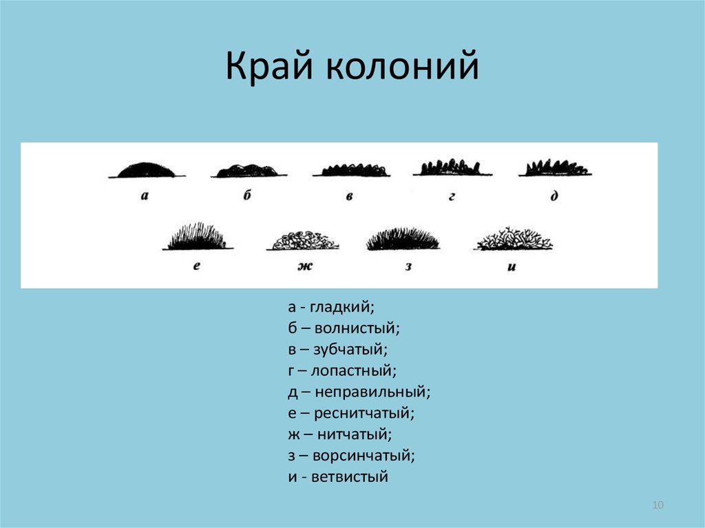 Виды колоний. Край колоний микроорганизмов. Формы колоний микроорганизмов. Характер края колонии. Профиль колоний микроорганизмов.