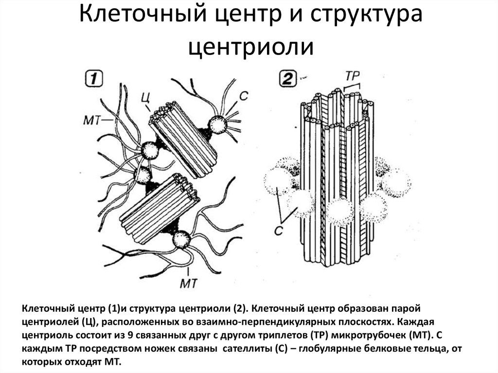 Рис. 32. Схема строения клеточного центра и центриоли