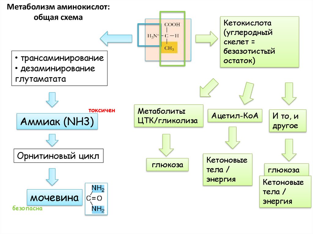 Общие пути метаболизма аминокислот. Схема метаболизма аминокислот. Метаболические преобразования аминокислот. Метаболические пути использования аминокислот. Схема метаболизма ароматических аминокислот.