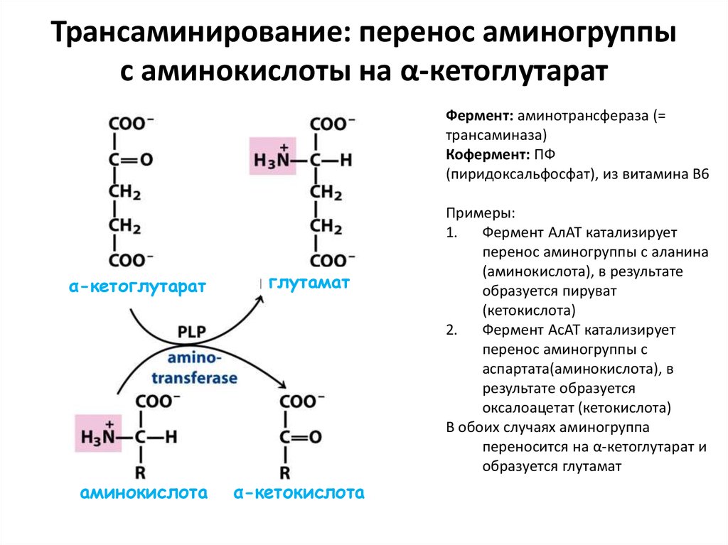 Аминокислота образуется в процессе. Коферменты трансаминирования аминокислот. Трансаминирование Альфа аланина. Трансаминирование аминокислот (аланин, аспартат).. Ферменты переаминирования аминокислот.