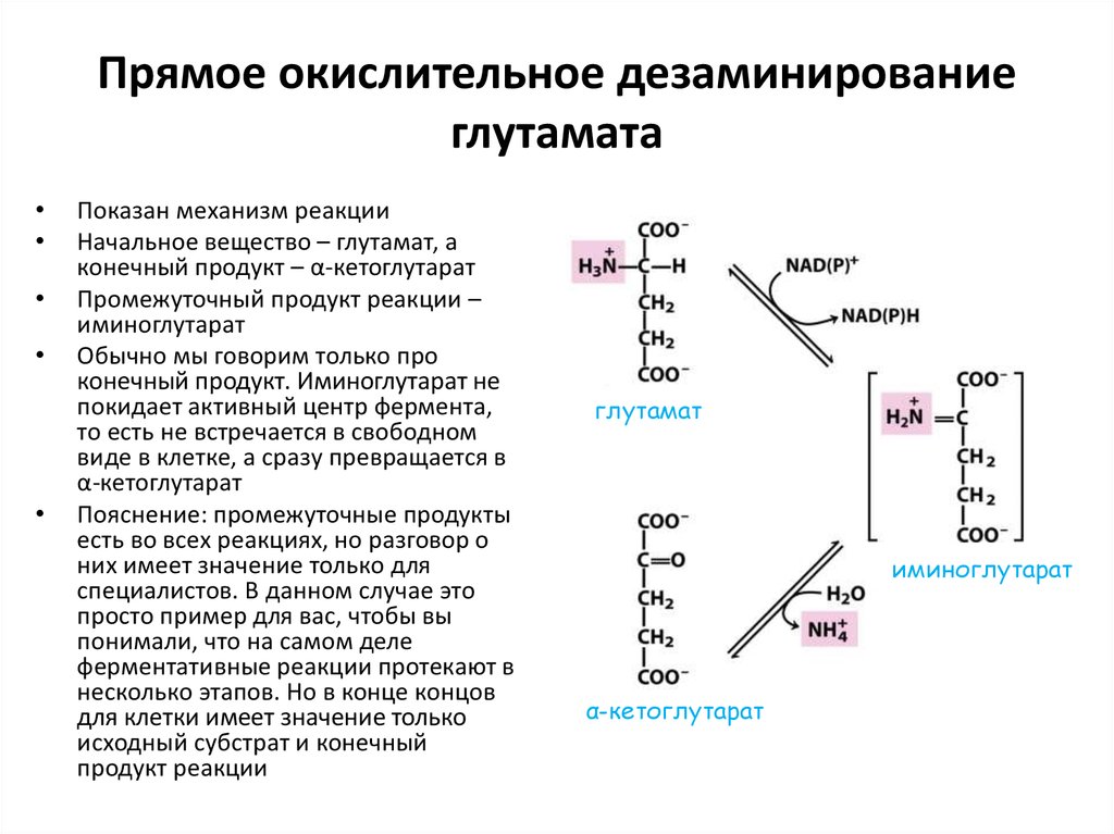 Какой биологический смысл в реакции переактивации ответ. Реакция окислительного дезаминирования глутаминовой кислоты. Реакция прямого дезаминирования глутамата.