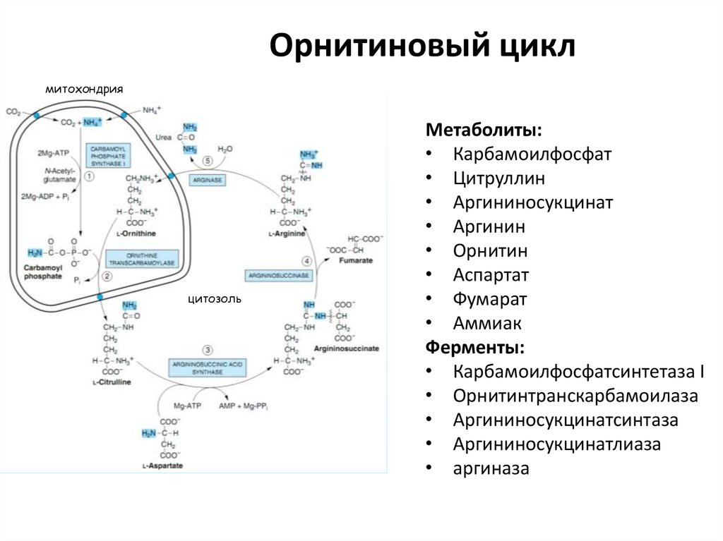 Цикл кребса в митохондриях. Орнитиновый цикл биохимия с ферментами. Орнитиновый цикл реакции ферменты. Орнитиновый цикл Кребса-Гензелейта. Схема синтеза мочевины орнитиновый цикл.