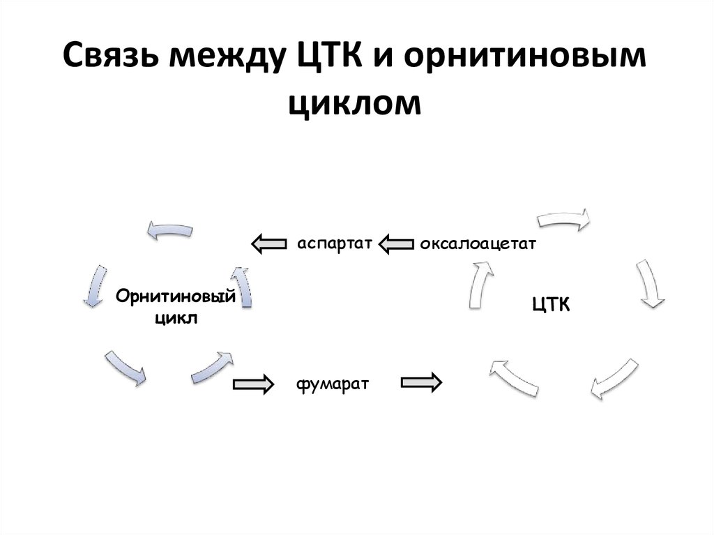 Цикл связи. Связь орнитинового цикла и ЦТК. Взаимосвязь между орнитиновым циклом и ЦТК. Взаимосвязь орнитинового цикла и ЦТК. Связь ЦТК С орнитиновым циклом.