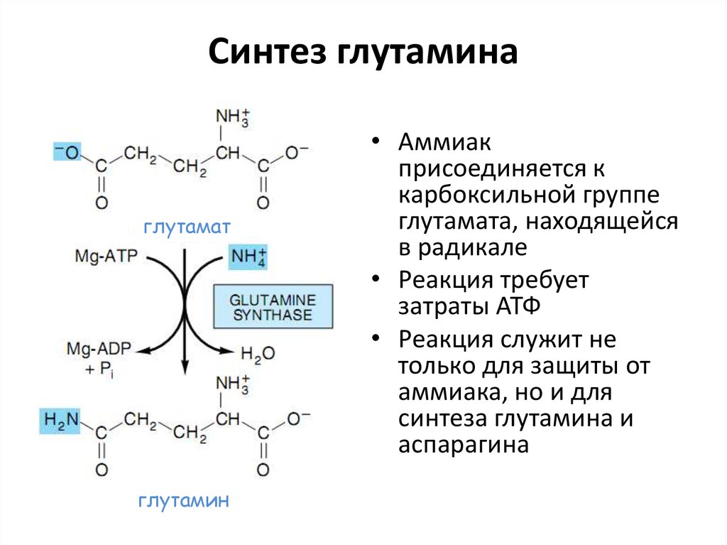 Место синтеза аминокислот