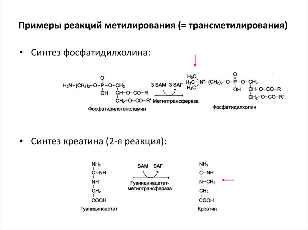 Приведите схему реакции превращения фосфатидилэтаноламина в фосфатидилхолин