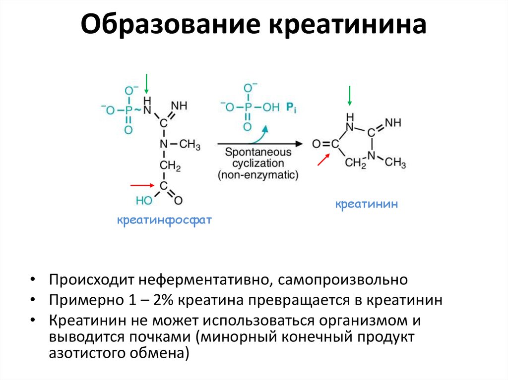 Креатин функции