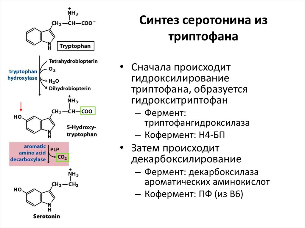 Функции серотонина. Синтез серотонина из триптофана. Синтез серотонина биохимия схема. Синтез дофамина из триптофана. Синтез мелатонина из триптофана схема.