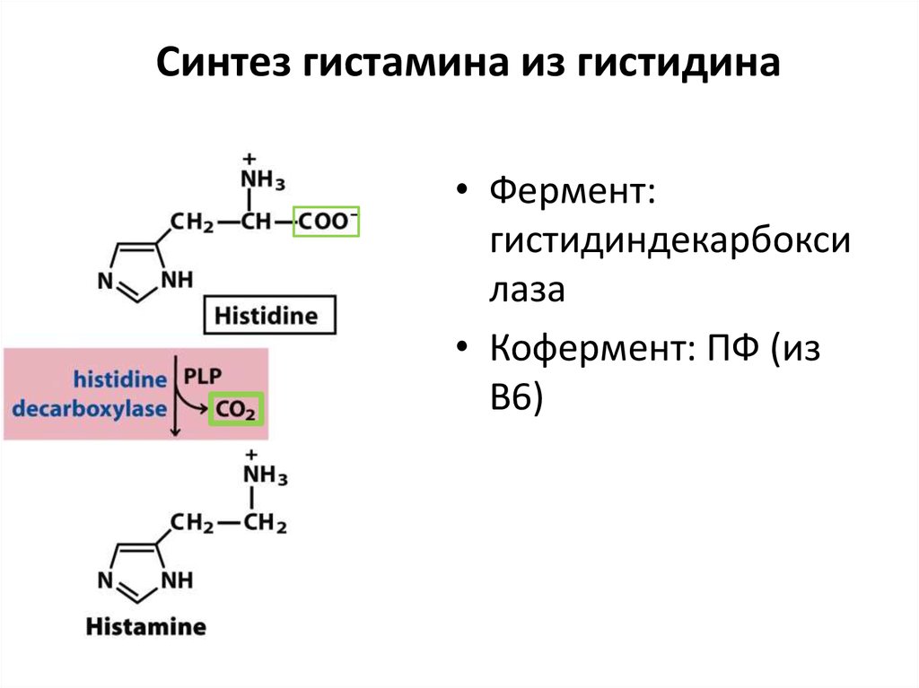 Схема обмена гистидина в разных тканях