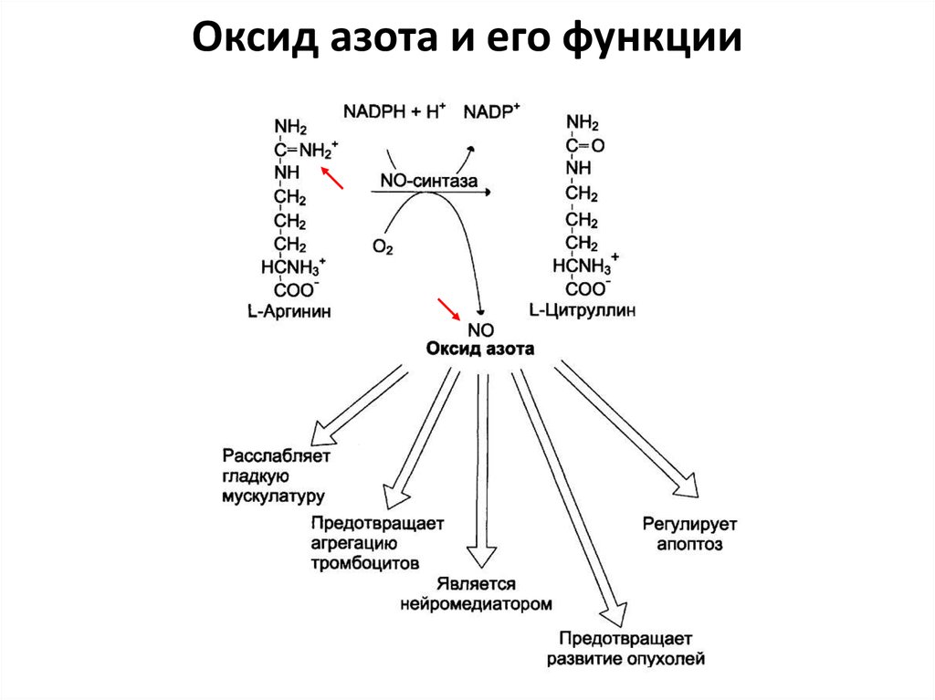 Соединения азота в организме. Оксид азота функции в организме человека. Биосинтез оксида азота. Функции оксида азота. Функции оксида азота в организме.