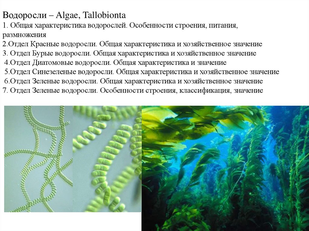 Характеристика водорослей. Общая характеристика водорослей. Особенности строения водорослей. Способ питания водорослей. Питание многоклеточных водорослей.