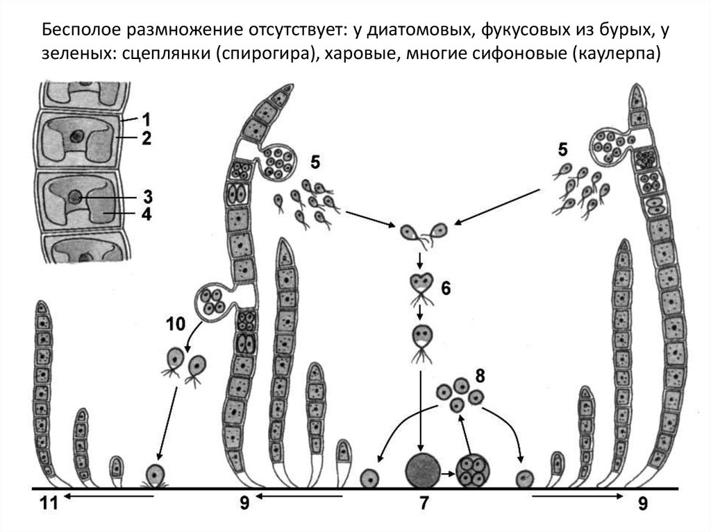 Клетка бурой водоросли. Размножение водорослей улотрикс. Цикл размножения улотрикса ЕГЭ. Жизненный цикл улотрикса схема. Схема размножения улотрикса.