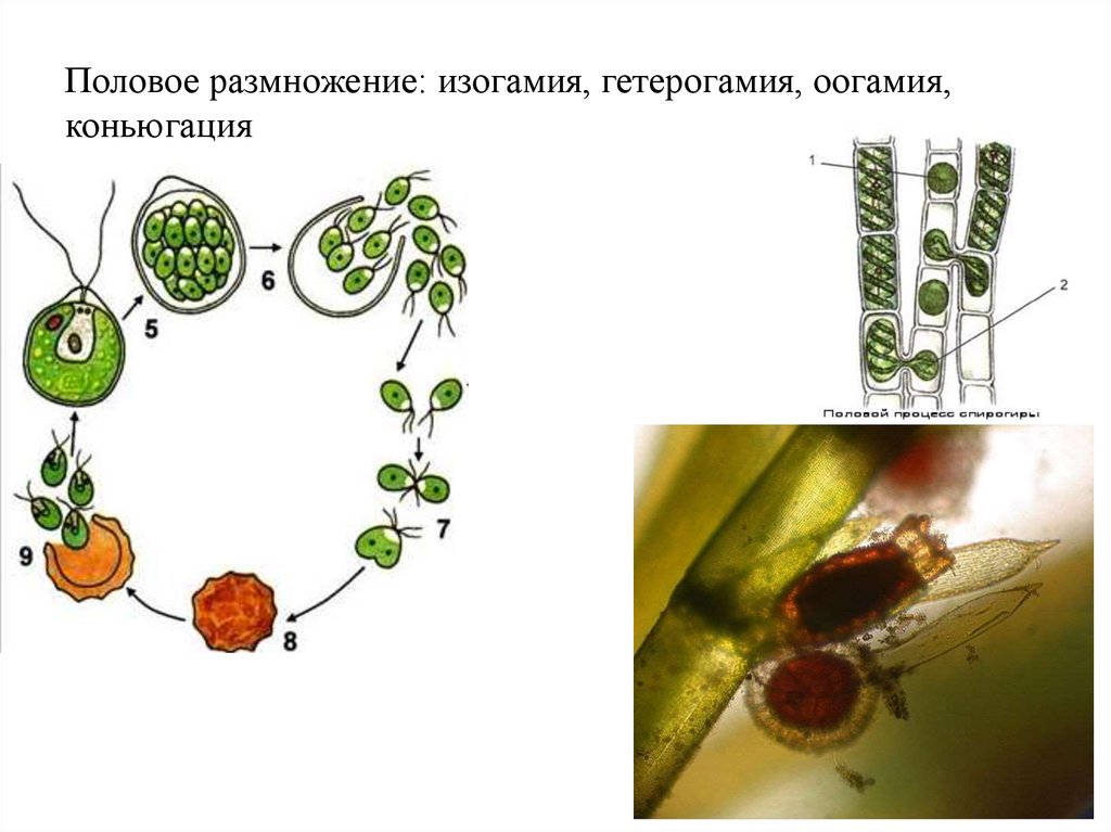 Изогамия. Хологамия изогамия гетерогамия оогамия. Изогамия полового размножения. Половое размножение гетерогамия. Половое размножение оогамия.