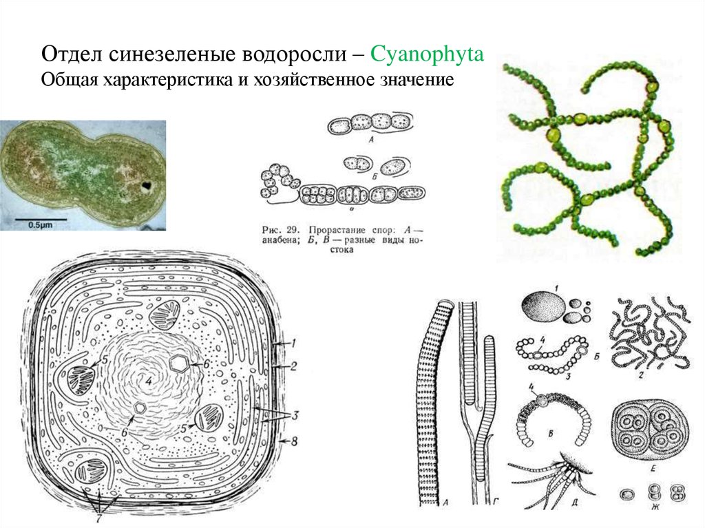 Клетки водорослей и цианобактерий. Прокариотические цианобактерии. Синезеленые водоросли цианобактерии. Отдел цианобактерии сине-зеленые водоросли. Цианобактерии сине-зеленые водоросли рисунок.