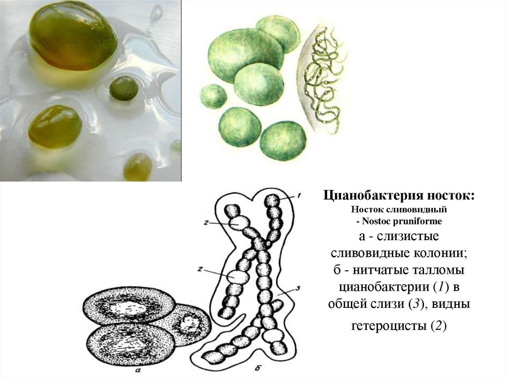 Сине зеленые водоросли рисунок