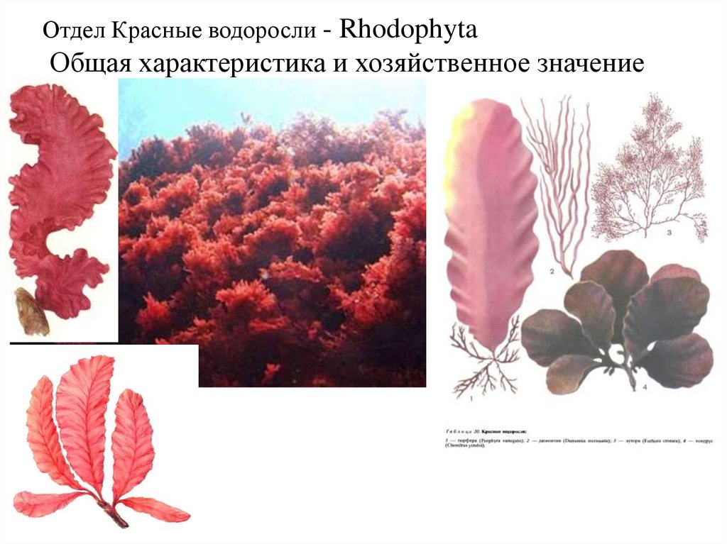 Красной водорослью является. Отдел красные водоросли (Rhodophyta). Отдел красные водоросли порфира. Багрянка, красные водоросли, Rhodophyta.. Красные водоросли багрянки строение.