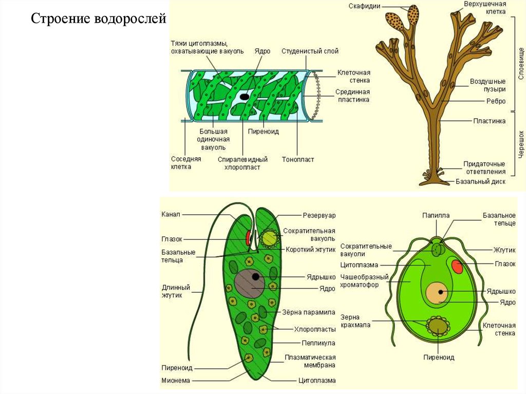 Обозначение водорослей. Одноклеточные бурые водоросли строение. Строение многоклеточных водорослей. Многоклеточные водоросли схема. Многоклеточные водоросли строение клетки.