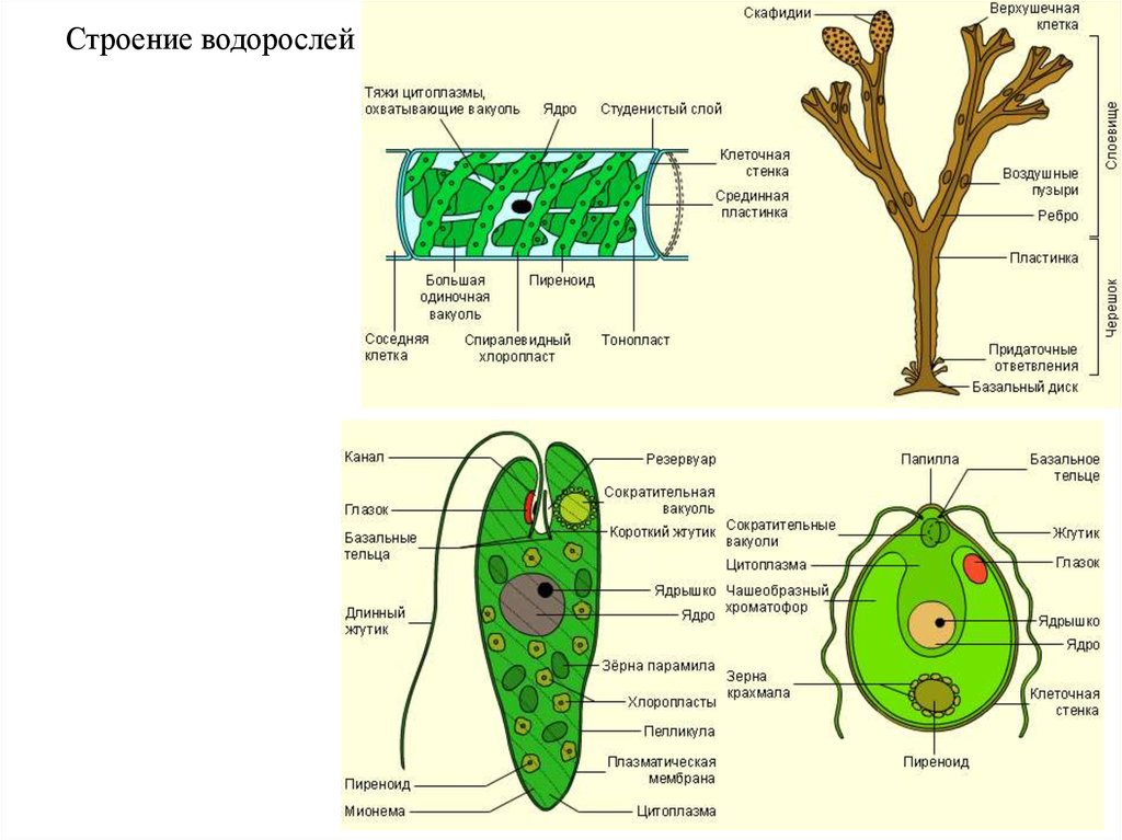 Водоросли строение. Строение многоклеточных водорослей. Строение многоклеточной водоросли рисунок. Одноклеточные бурые водоросли строение. Многоклеточные водоросли строение клетки.