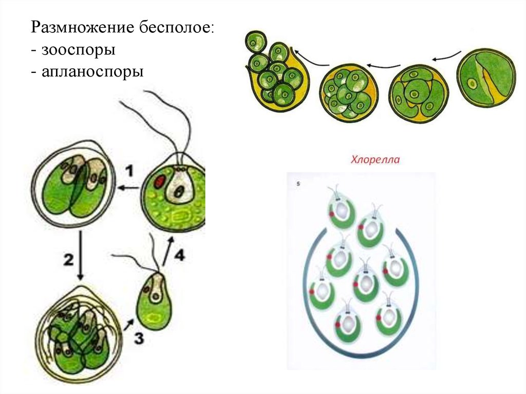 Размножение клеток водорослей
