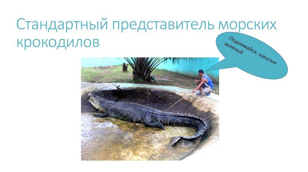 Стандартный представитель морских крокодилов