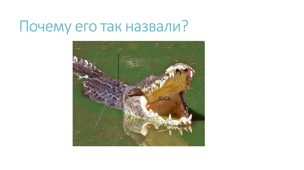 Почему его так назвали?