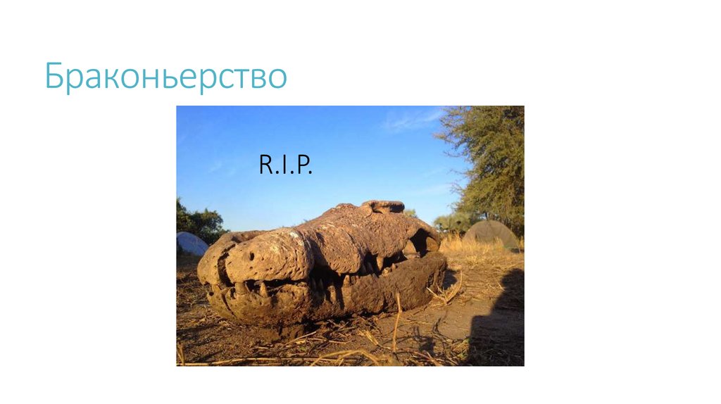 Браконьерство