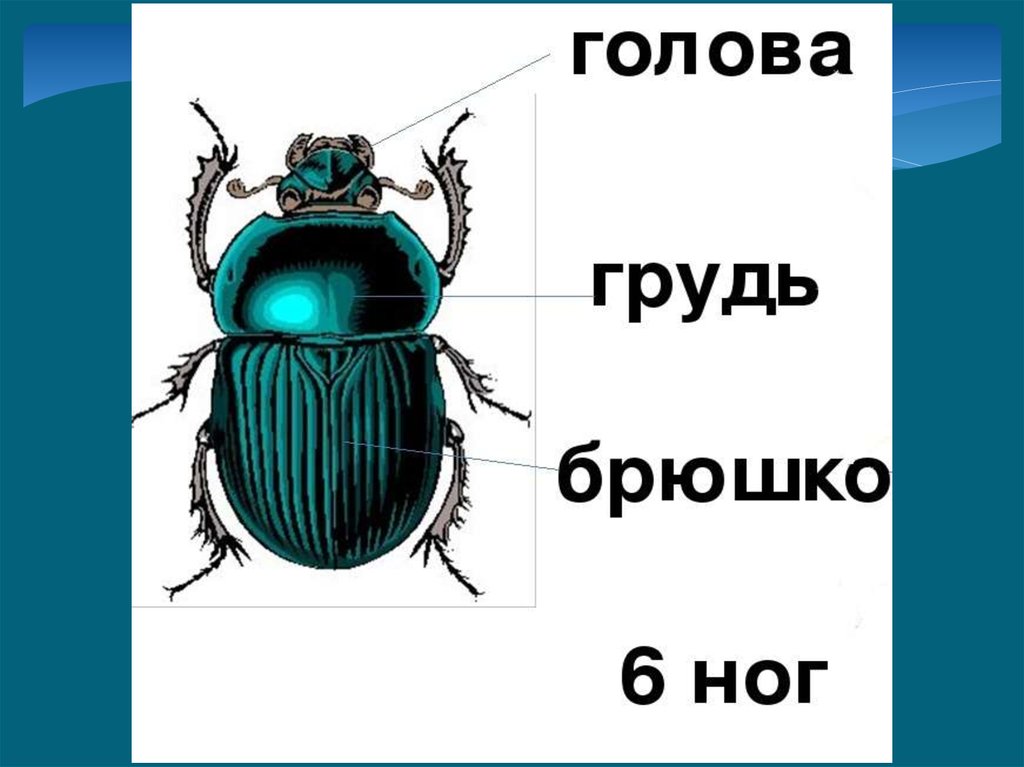 Радости брюшка. Голова грудь брюшко. Состоит из головы груди и брюшка. Животные состоящие из головы,груди и брюшка. Голова на груди.