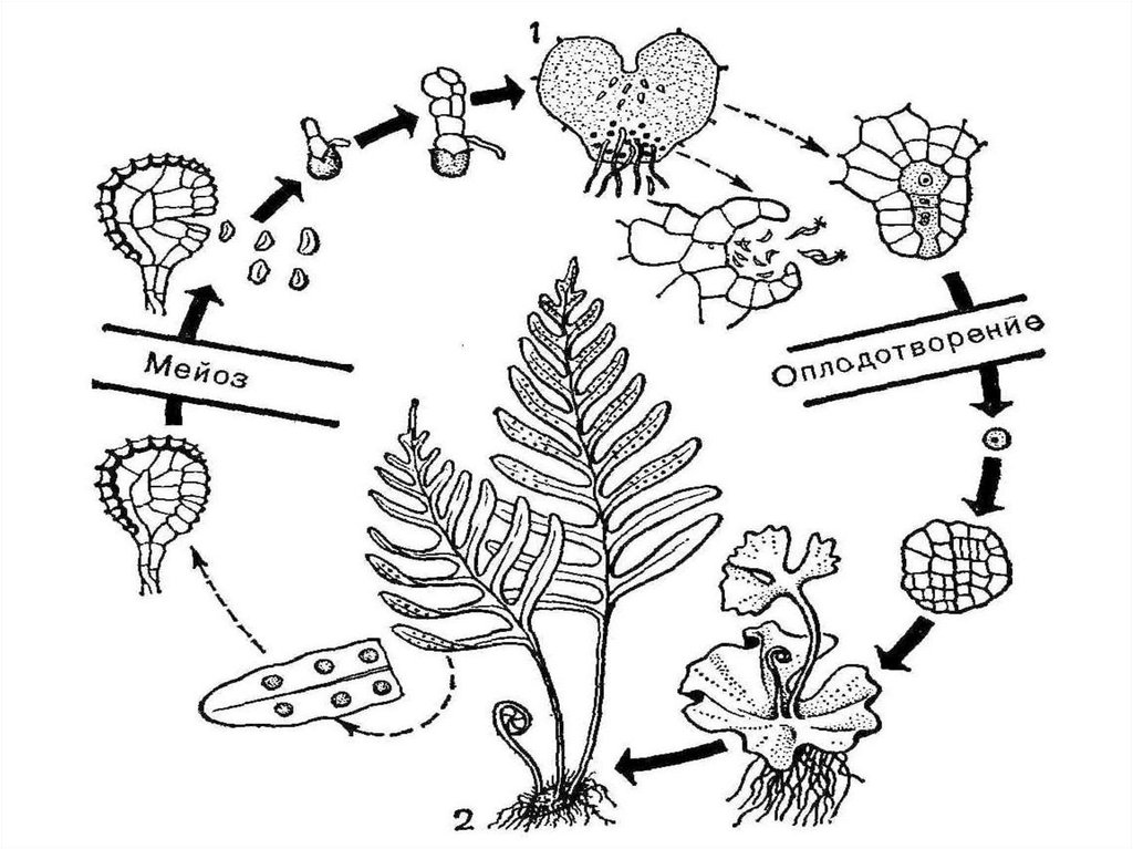 Схема развития споровых растений