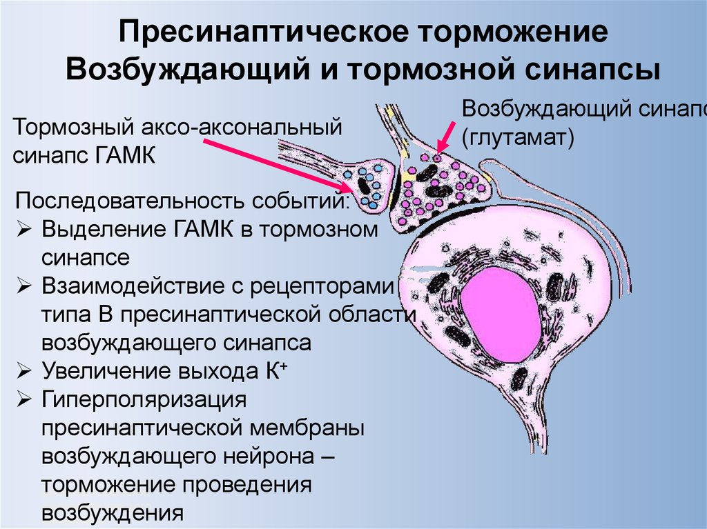 Пресинаптический синапс. Механизм пресинаптического торможения. Пресинаптическое торможение медиаторы. Латеральное пресинаптическое торможение. Механизм развития пресинаптического торможения.