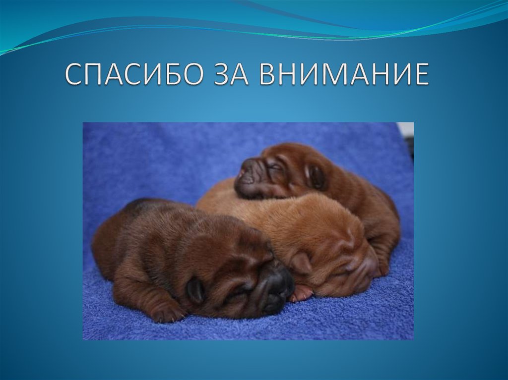 СПАСИБО ЗА ВНИМАНИЕ