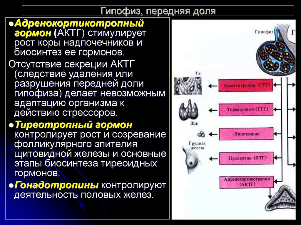 Гормон гипофиза стимулирует