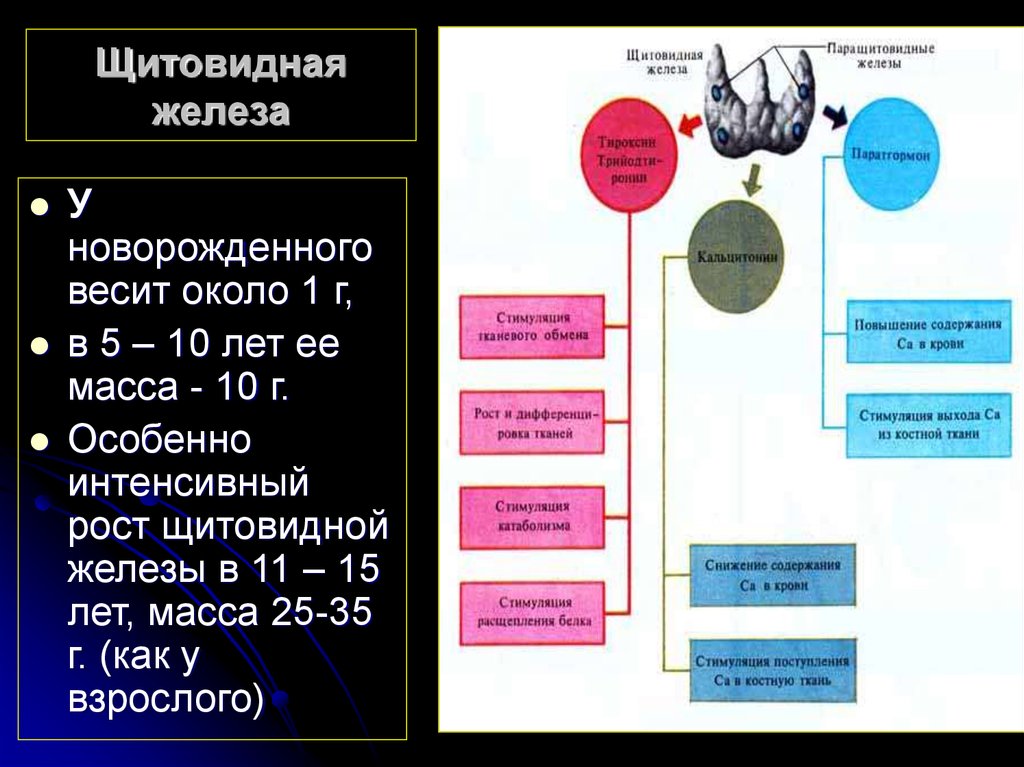 Самые крупные железы организма. Масса щитовидной железы. Эволюция половых желез. Схема щитовидной железы на УЗИ. Расположение половых желез в организме человека.