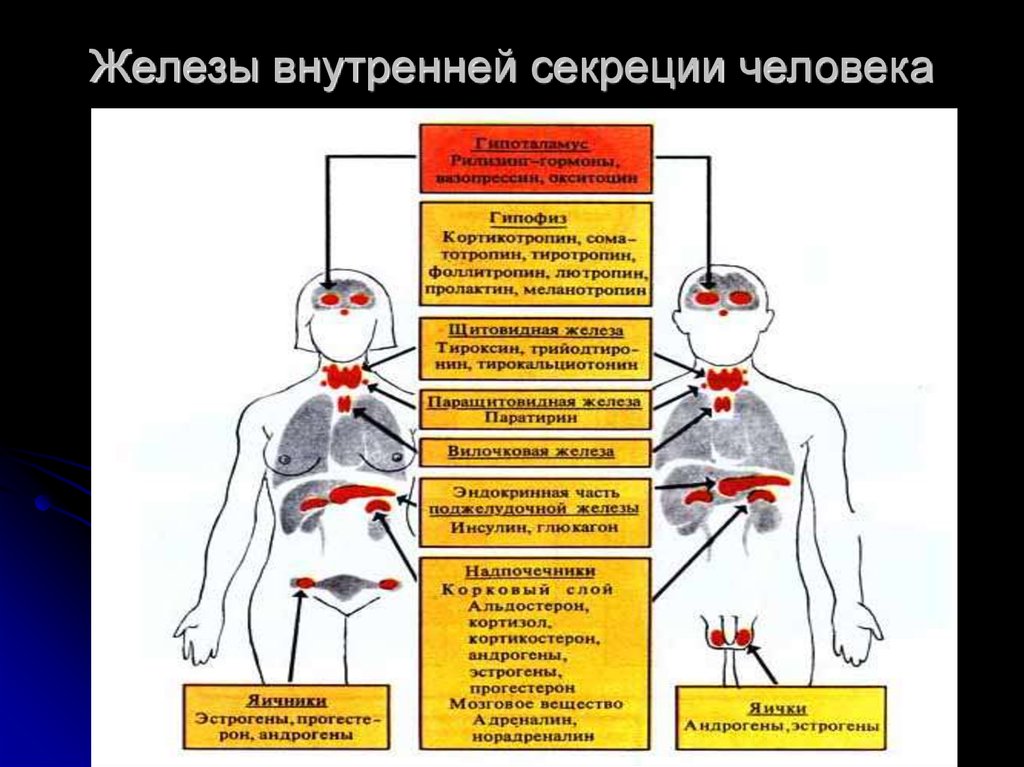 Фото Желез Человека