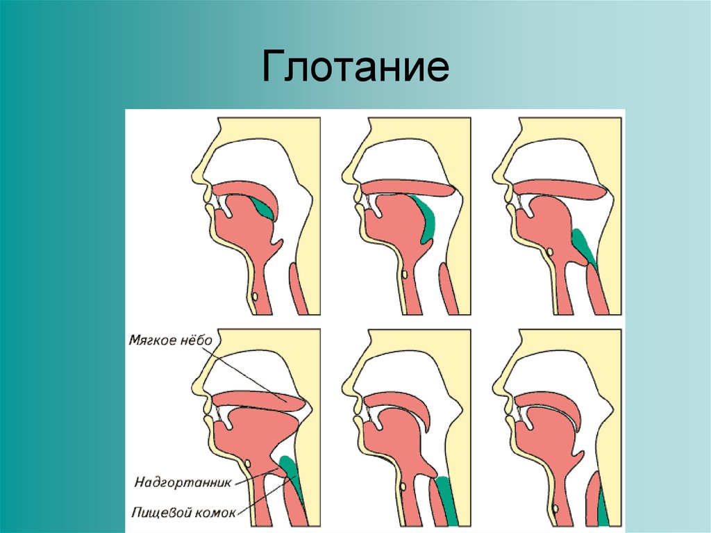 Глотание пищи. Процесс глотания. Фазы глотания. Стадии глотания. Акт глотания.